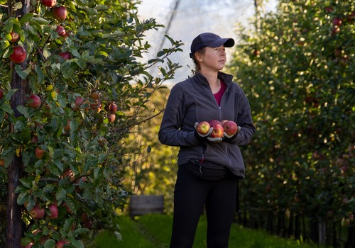 Eigen appelteelt en Fruithal